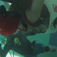 Illustration for article titled Video: Ever wonder what its like to go upside down in a race boat?em/em